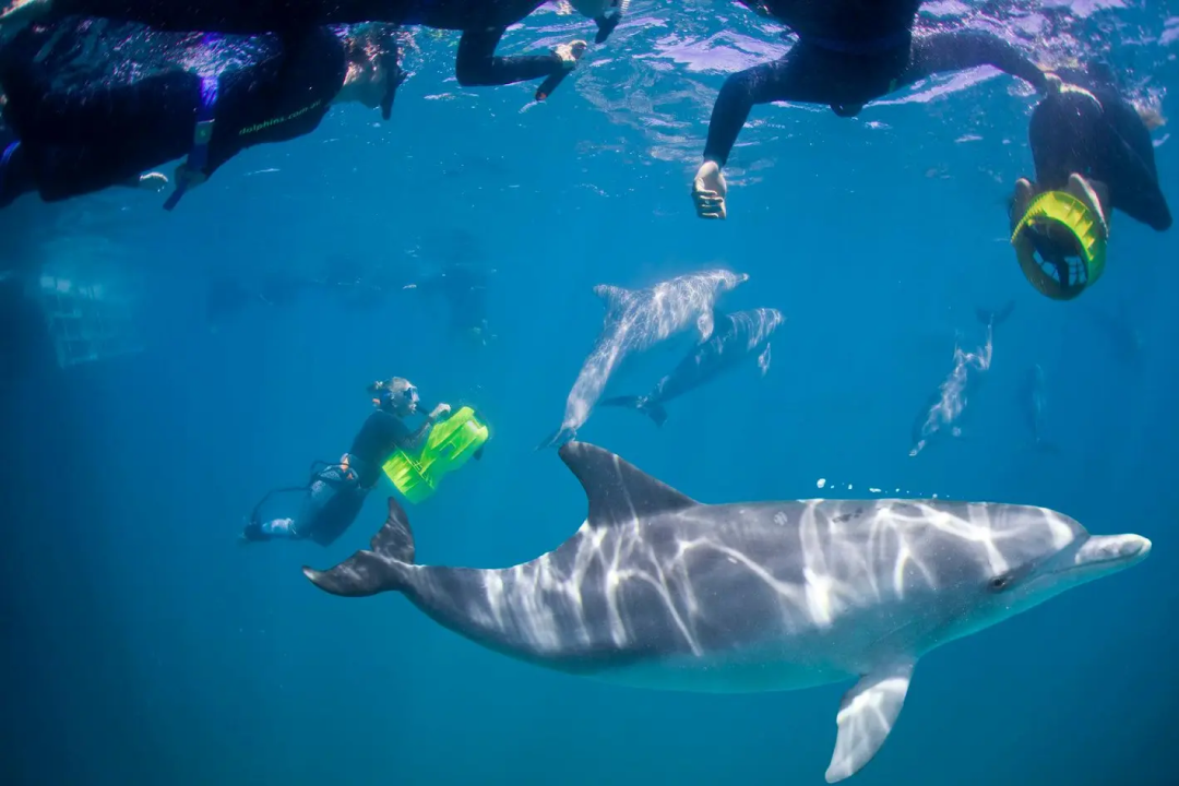 Wild About Perth: The Perfect Long Weekend Adventure