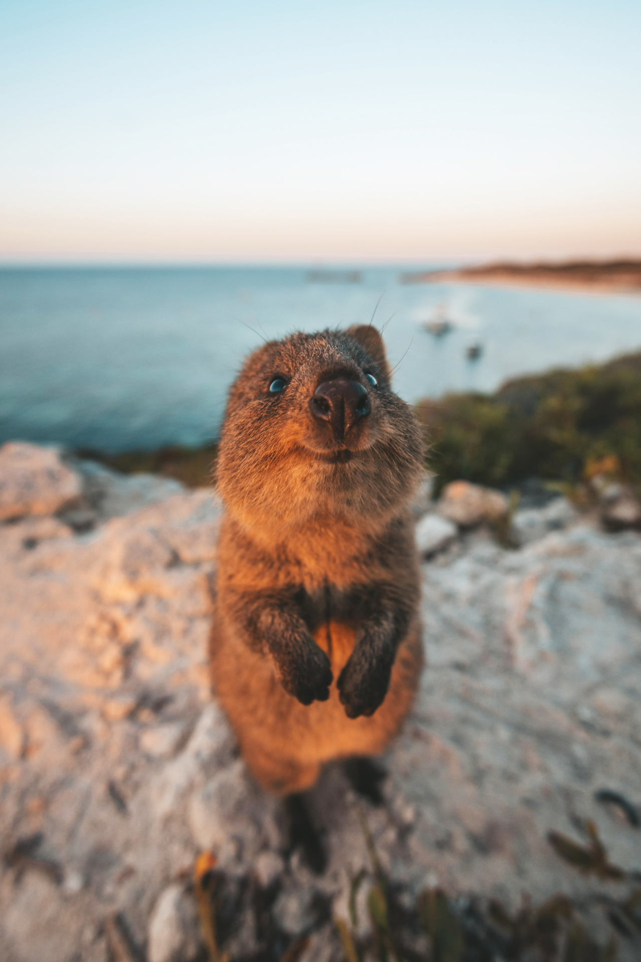 Cute Quokka